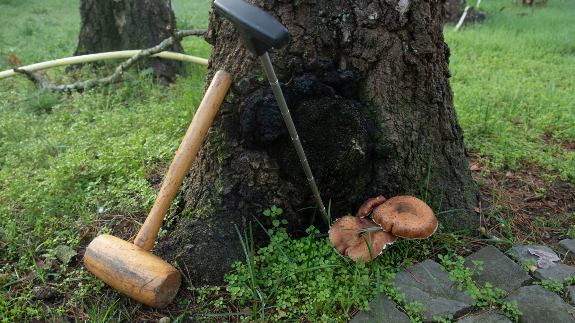 Boomveiligheidscontroleur