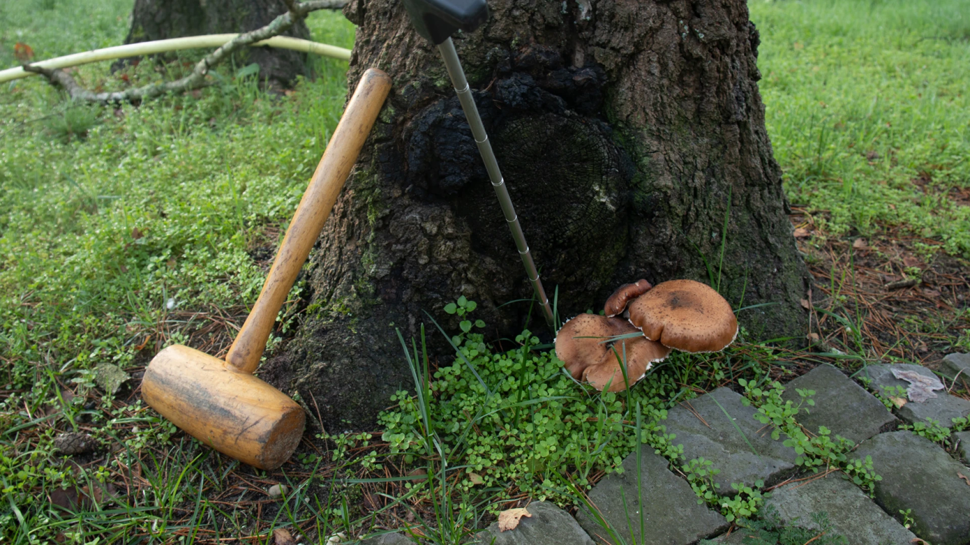 Boomveiligheidscontroleur